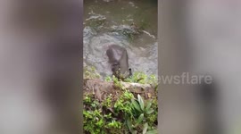 Officials dig path for elephant trapped down well in India