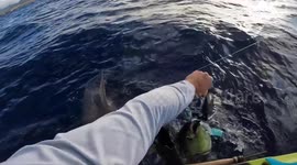 Hungry shark attempts to rip tuna right out of fisherman's hand after biting its whole tail off