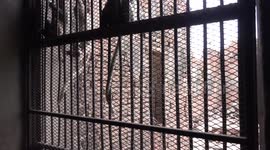 How to scare away cheeky monkeys, at Lopburi, Thailand using a toy crocodile,