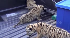 Four baby tiger cubs rescued from wildlife smuggling gang in Thailand