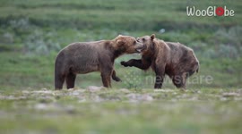 Photographer captures the STUNNING sight of brown bears play-fighting with each other, on camera