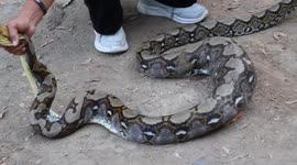 Large python with bulging stomach from eating chicken rescued when it was caught on net