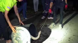 Escaped pet python caught after slithering into neighbour's house in Thailand