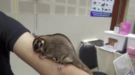 Possums, cockatoos, and crabs on display at pet fair in Thailand