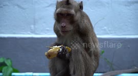 Injured macaque rescued after asking villagers for help