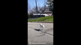 English Lab's fancy 'Wiggle' as she reverse walks is a thing of BEAUTY