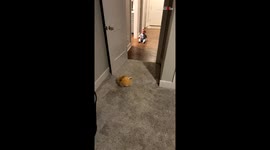 'I'd never seen him crawl so fast' - Adorable baby faces his fear of stuffed animals