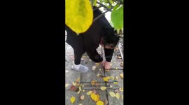 Woman retrieves Ukrainian flag she hid underground during Russian occupation as Kherson is liberated