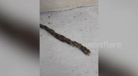 Creepy mass of worms form bizarre form outside hotel in southern Thailand