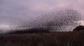 Wildlife photographer captures spectacle of thousands of starlings in Somerset