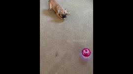 Pup acting crazy while watching the flying orb toy in action