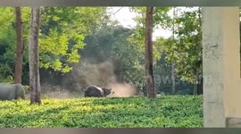 Elephant chases after locals on tea estate in northeastern India