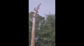 Vietnamese tree sawers demonstrate their professional skills in sawing tree tops tens of meters high