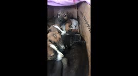 It's video about street dog puppies cute
