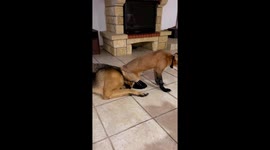 Fox sits on the muzzle of a German Shepherd and thus dominate!