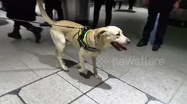 Keep walking past the dog as it sniffs you on the tube - London