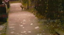 Border collie spots a Fox and it sits down for the dog tonight