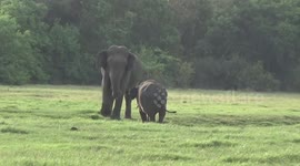 Fearless elephant charges toward much larger companion in Sri Lanka