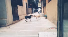 Street dog fight