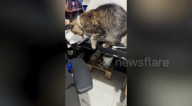 Cheeky pet cat 'burglar' plucks banknote from owner's purse