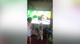 Pet Shih Tzu excitedly greets animated dogs on television