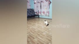 Pet cats show teamwork in catching fishing pole toy