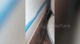 Aggressive snake caught hiding inside family's toilet in Thailand