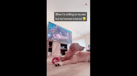 Man cures his boredom by annoying his adorable Golden Retriever