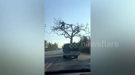 Man casually hangs in tree transported on truck in China