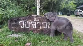 Wild baby elephant plays with car park sign in rural Thailand