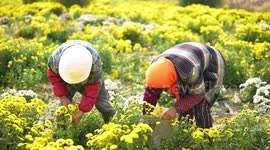 Chrysanthemum flowers sell out as China's Hubei province witnesses surge in COVID-19 deaths