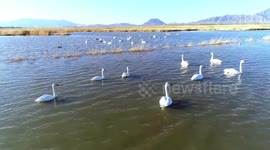 Migrating White Swans Stay At The Sanggan River in Zhangjiakou, China