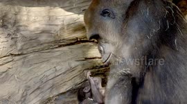 Meet Vila, one of the oldest gorillas in the world