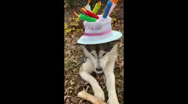Alaskan Malamute celebrates birthday with cake-shaped hat and delicious bones