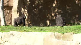 Monkey business: The importance of a gorilla meeting