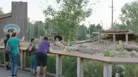 Welcome to the magical bear meadow