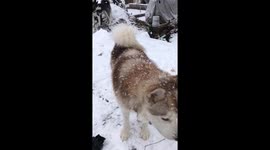 Our Alaskan Malamutes went crazy playing in the first snowfall of the winter season