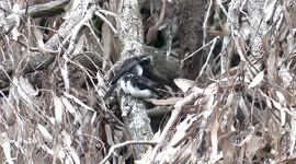 Delightful Willie Wagtail chicks perching together, being fed by their hard-working parent.