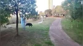 Wild boar captured and killed after taking refuge in Chinese uni for 4 days