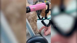 Pup who was left paralysed after spinal stroke has defied the odds and is now able to walk again on her own
