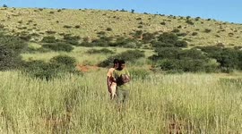 Pangolin captured by traffickers released into wild after being helped to hunt by conservationists