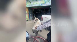 Pet dog sits on bicycle basket to buy coffee with owner in Cambodia