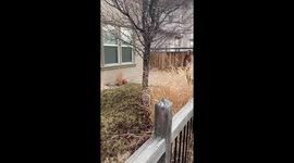 Nevada mom trying to pull off a wholesome puppy surprise gets annoyed due to daughter's lack of cooperation