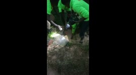 Five puppies rescued from flooded storm drain in southern India