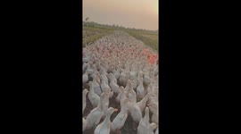 Thousands of ducks gather to demand more food