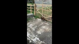 The cat got stuck in the gap of the neighbor's bamboo fence