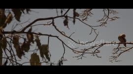Sea bird on the top of a tree in Fernando de Noronha