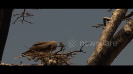 Sea bird