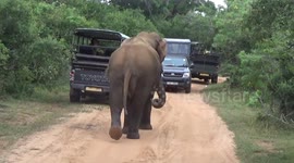 wow Wild elephant terrorizing tourists in Yala National Park
