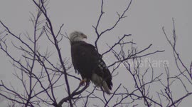 A Bald Eagle Sits Perched On A Treetop Overlooking Kentucky Lake In Western Kentucky During Cold Winter
